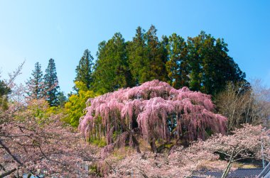 Japon kiraz çiçekleri Sakura, Fukushima (deprem), Turizm Japonya