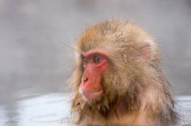 Kar maymuna Jigokudani yaylar, nagano (deprem), Turizm Japonya
