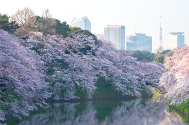 Chidorigafuchi kiraz çiçekleri, tokyo (deprem), Turizm Japonya