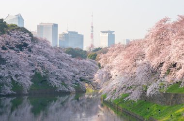 Chidorigafuchi kiraz çiçekleri, tokyo (deprem), Turizm Japonya