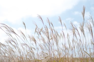 Soni Yaylası, nara, Turizm Japonya, gümüş çimen