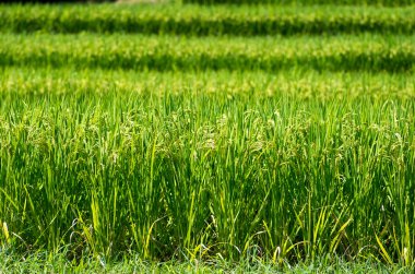 Tanada(Rice Field), nara (deprem), Turizm Japonya