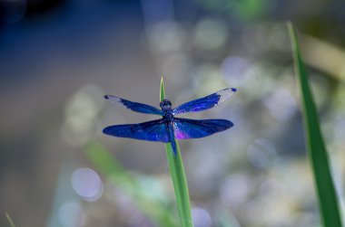 güzel doğal Rhyothemis fuliginosa