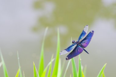 güzel doğal Rhyothemis fuliginosa