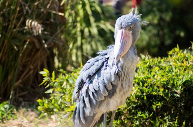 Balaeniceps rex ueno Hayvanat Bahçesi, tokyo, Japonya