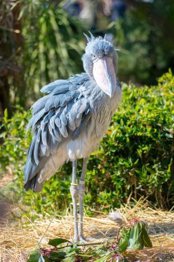 Balaeniceps rex ueno Hayvanat Bahçesi, tokyo, Japonya