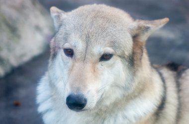 Tenno-ji Hayvanat Bahçesi, osaka (deprem), Turizm Japonya