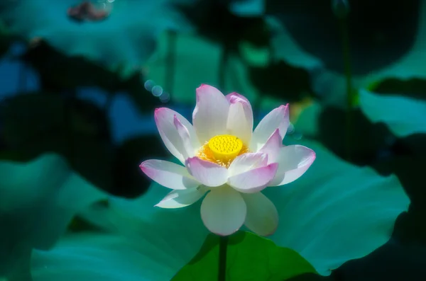 Eine schöne Lotusblume — Stockfoto