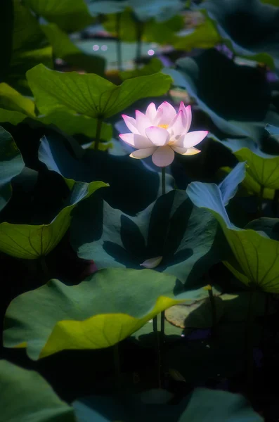 Une belle fleur de lotus — Photo