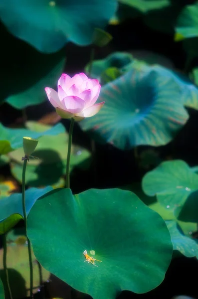 Eine schöne Lotusblume — Stockfoto