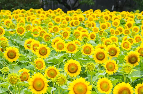 A fine yellow sunflower — Stock Photo, Image