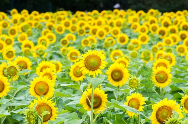 Eine feine gelbe Sonnenblume — Stockfoto