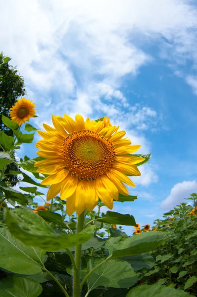 Eine feine gelbe Sonnenblume — Stockfoto