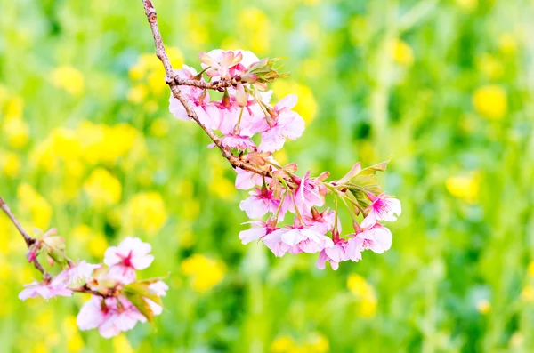 Fiori di ciliegio giapponesi SAKURA — Foto Stock