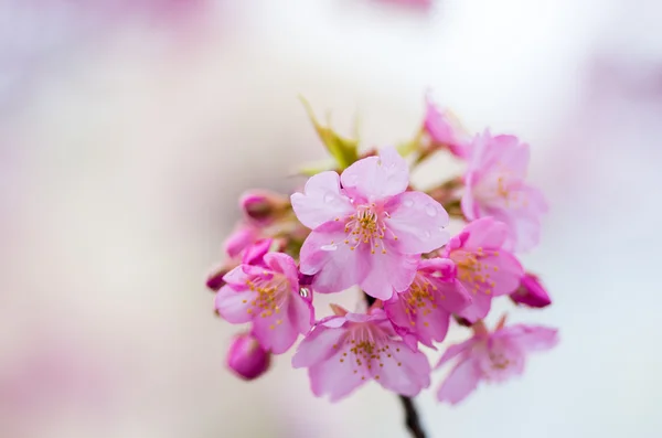Fiori di ciliegio giapponesi SAKURA — Foto Stock