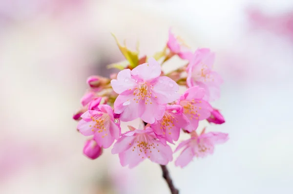 Japanese cherry blossoms SAKURA — Stock Photo, Image