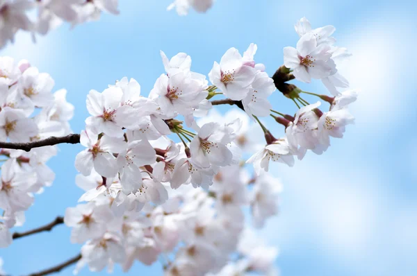 Flores de cerezo japonesas SAKURA — Foto de Stock