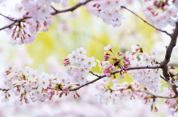 Японська вишня цвітіння сакури — стокове фото