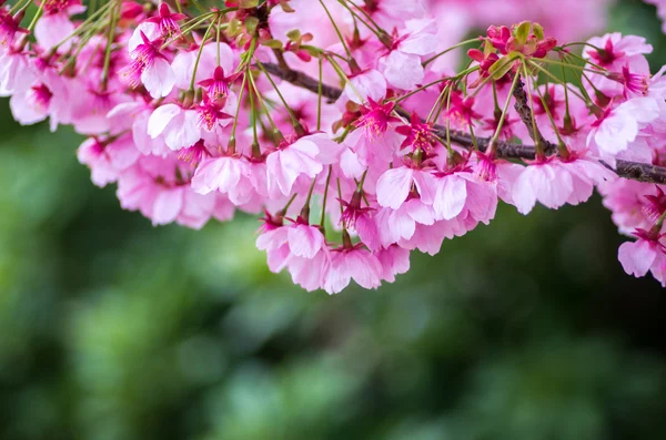 Flores de cerezo japonesas SAKURA — Foto de Stock