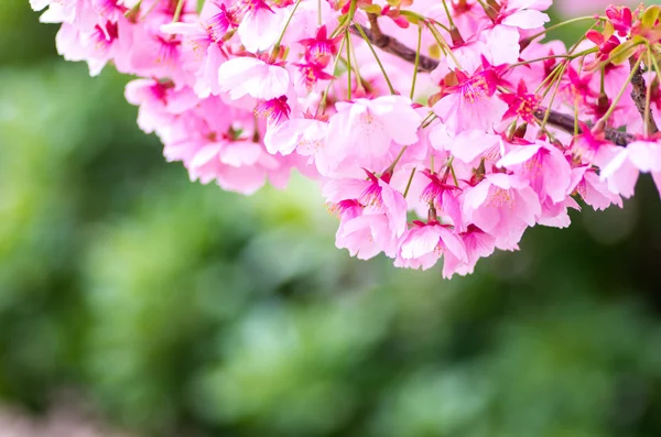 Flores de cerezo japonesas SAKURA —  Fotos de Stock