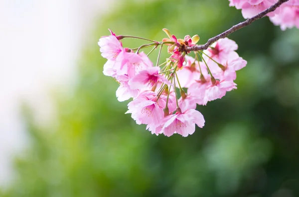 Fiori di ciliegio giapponesi SAKURA — Foto Stock