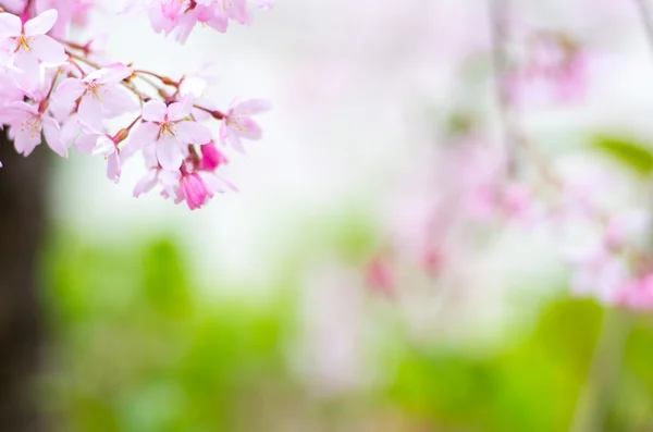 Fiori di ciliegio giapponesi SAKURA — Foto Stock