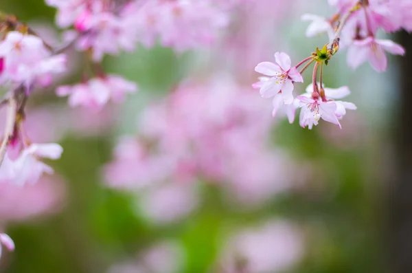 Fleurs de cerisier japonais SAKURA — Photo