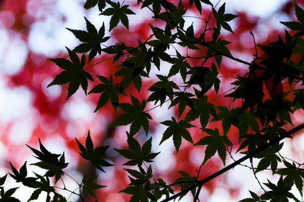 아름 다운 일본가 잎 — 스톡 사진