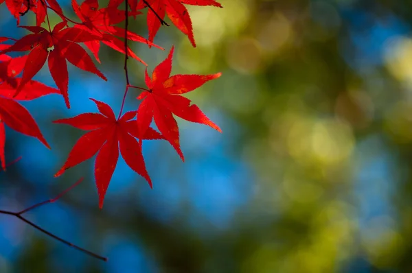 아름 다운 일본가 잎 — 스톡 사진