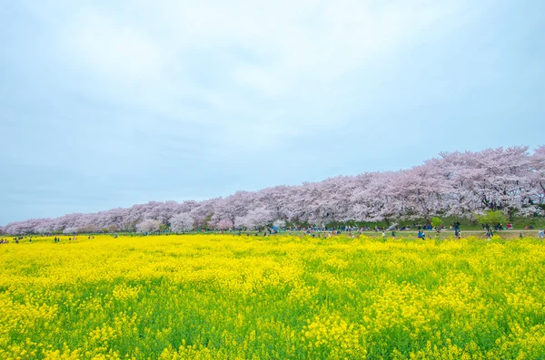 Japon kiraz çiçekleri Sakura, Saitama (deprem), Turizm Japonya