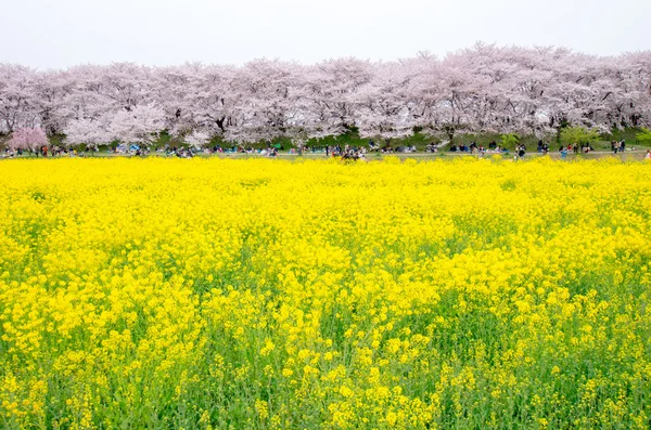 日本の桜さくら、埼玉 (県) 日本の観光 — ストック写真