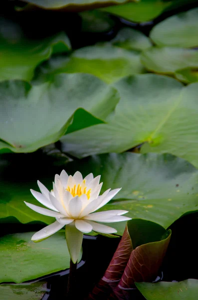 一朵美丽的水百合花 — 图库照片