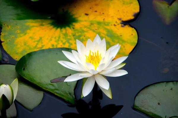 一朵美丽的水百合花 — 图库照片