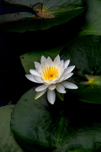 一朵美丽的水百合花 — 图库照片
