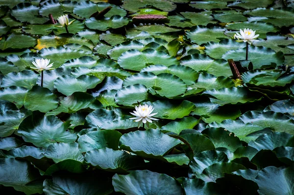 一朵美丽的水百合花 — 图库照片