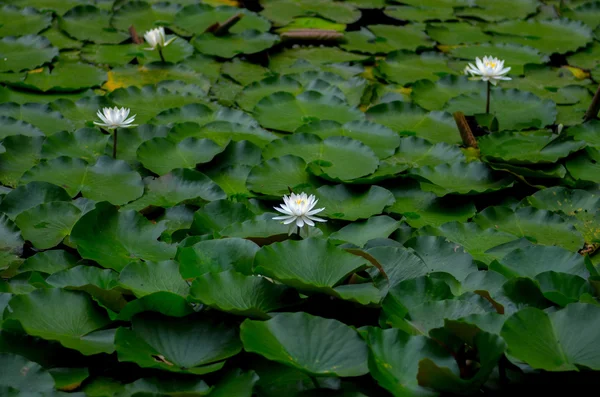 一朵美丽的水百合花 — 图库照片