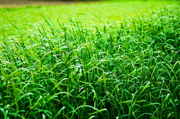 Una hermosa planta verde — Foto de Stock