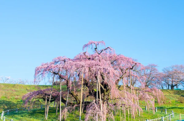 日本の桜さくら福島 (県) 日本の観光 — ストック写真