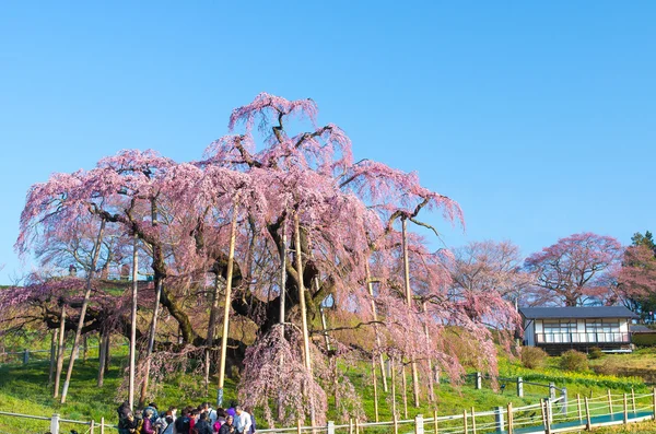 Japán cseresznye virágok Sakura, Fukushima (prefektúrák), turizmus a japán — Stock Fotó