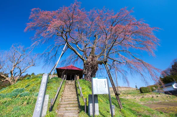 Fleurs de cerisier japonais SAKURA, Fukushima (préfectures), tourisme du Japon — Photo