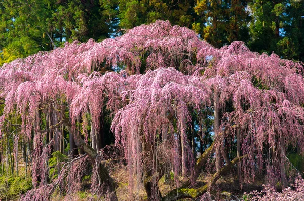 Flores de cerezo japonesas SAKURA, Fukushima (prefecturas), turismo de Japón — Foto de Stock