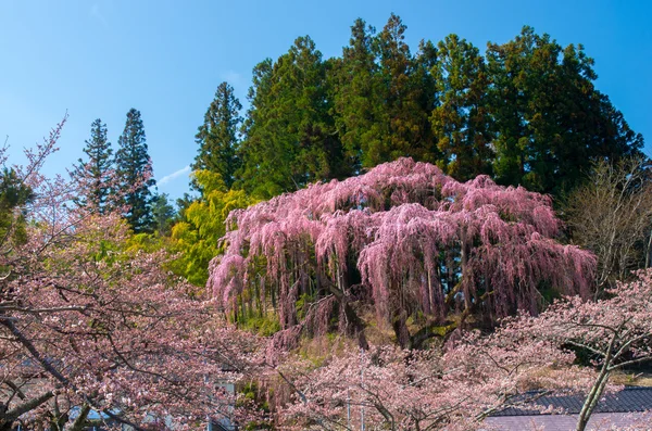 Flores de cerejeira japonesas SAKURA, Fukushima (prefeituras), turismo de japão — Fotografia de Stock