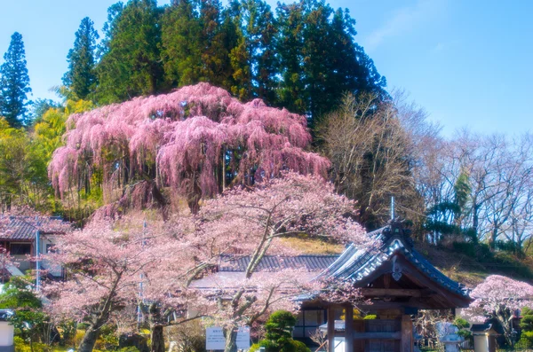 Japonských třešňových květů Sakura, Fukušima (prefektury), cestovní ruch Japonsko — Stock fotografie