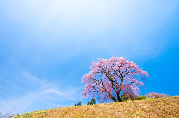 Цветение японской сакуры SAKURA, Фукусима (префектуры), туризм в Японии — стоковое фото