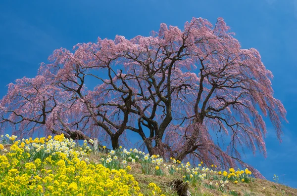 Japonských třešňových květů Sakura, Fukušima (prefektury), cestovní ruch Japonsko — Stock fotografie