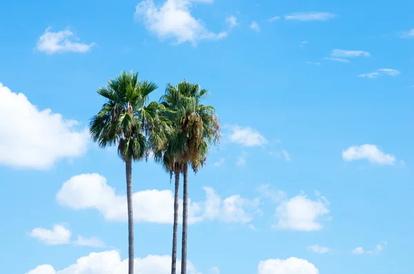 Cielo de palmera verde — Foto de Stock