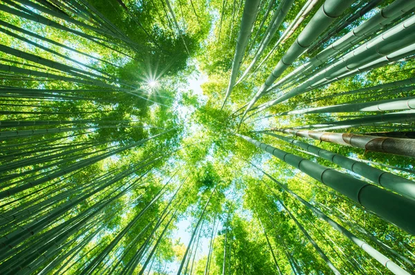 Kamakura Japonya Bambu Ormanı