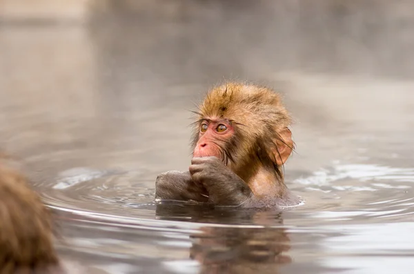 Singe des neiges aux sources de Jigokudani, nagano (préfectures), tourisme du Japon — Photo