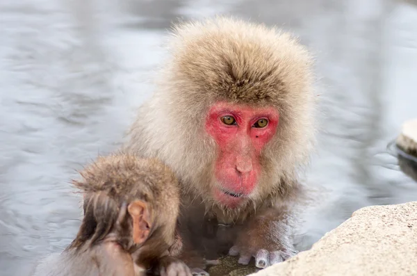 Singe des neiges aux sources de Jigokudani, nagano (préfectures), tourisme du Japon — Photo