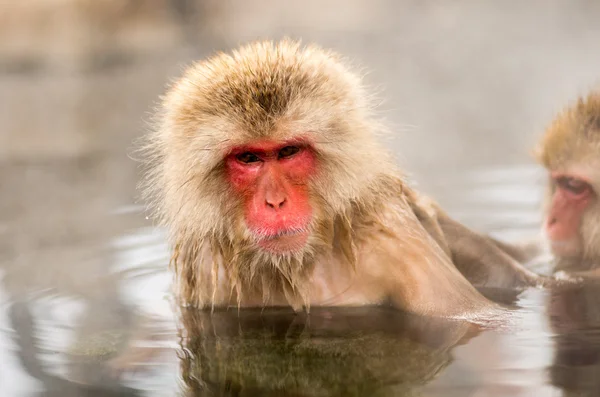 Singe des neiges aux sources de Jigokudani, nagano (préfectures), tourisme du Japon — Photo